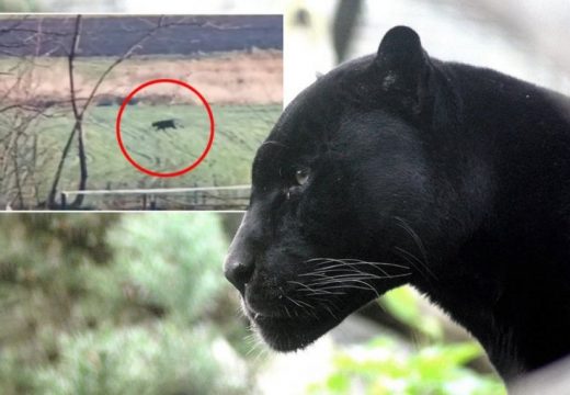 Crni panter u Srbiji sve bliže naseljenim područjima: Izdato upozorenje građanima