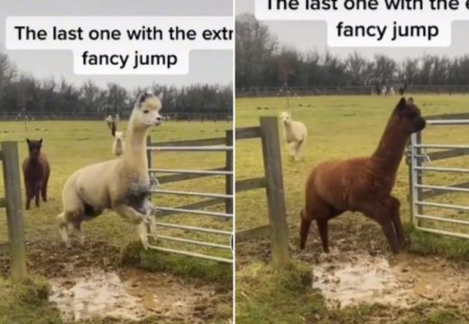 Ima 75 miliona pregleda: alpake koje skaču preko lokve postale su hit (VIDEO)