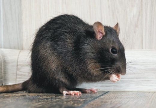 Neobičan slučaj u Indiji: Policija tvrdi da su pacovi pojeli više od 700 kilograma kanabisa