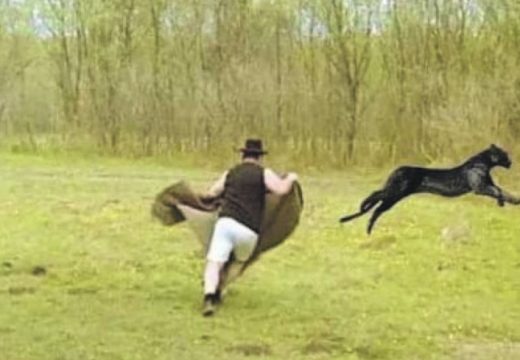 Ko to tamo lovi pantera?!Potraga u Apatinu stala, humor se širi