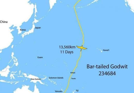 Oboren rekord nakon 11-dnevnog leta bez zaustavljanja od Aljaske do Tasmanije