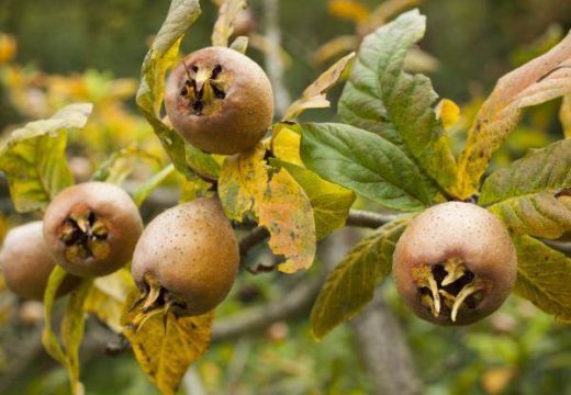 Ljekovita mušmula, nepravedno zapostavljen dar prirode