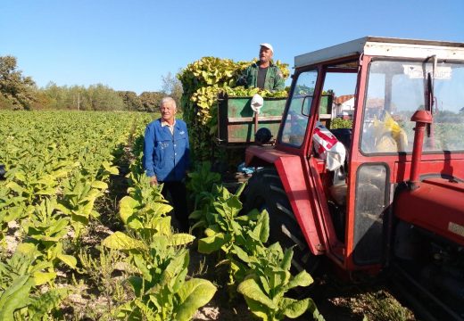 Lijepa jesen pogodovala uzgajivačima duvana