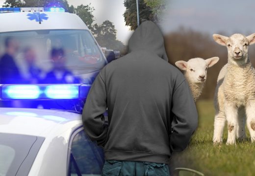 Jedni bježali sa ukradenim jagnjetom, drugi krenuli u potjeru