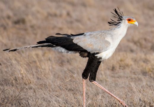 Više od milion vrsta na zemlji pred izumiranjem