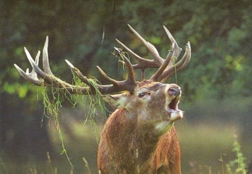 U prirodu NP “Fruška gora” pušten 21 jelen
