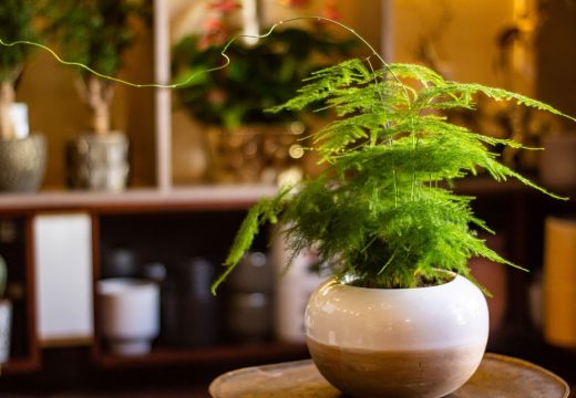 Biljke koje su obilježile 2022. i one koje će biti popularne u 2023. godini