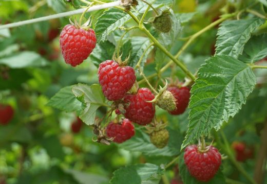 Malinari nezadovoljni otkupnom cijenom, najavljuju proteste