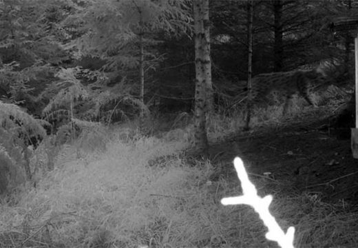 Lovačke kamere snimile risa u Republici SrpskojL