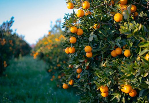 Proizvodnja citrusa u svijetu pada, BiH nije pogodna za uzgoj ovog voća