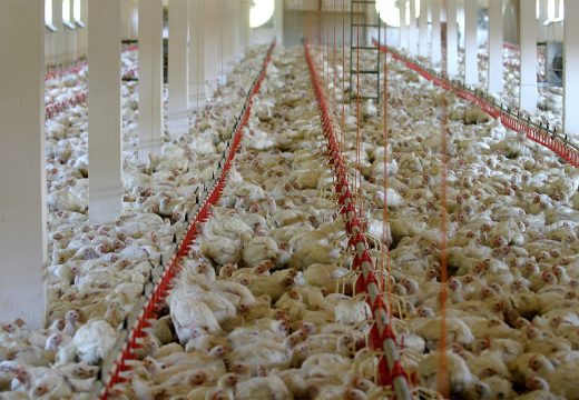 U BiH nema ptičjeg gripa, peradari se više uzdaju u sreću nego u nadležne