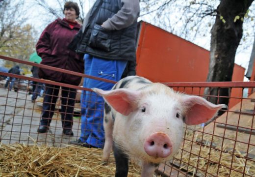 Cijene prasića i jagnjadi u susret praznicima lete u nebo