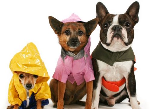 Saznajte koliko će vaš pas da poraste: Stručnjaci kažu da je jedna metoda najpouzdanija