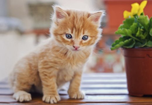 Nepoznata mačka vam se pojavila na kućnom pragu?