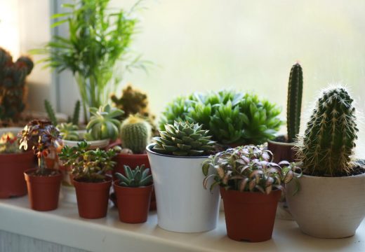 Moćan domaći rastvor vraća u život uvele biljke