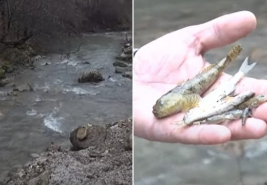 Veliki pomor ribe kod Kaknja: Nadležni tvrde da je voda ispravna za piće