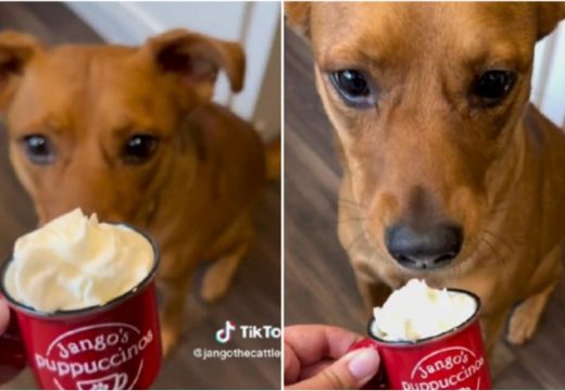 Vlasnik kupio posebnu šoljicu za svog psića, video pregledalo više od četiri miliona ljudi (VIDEO)