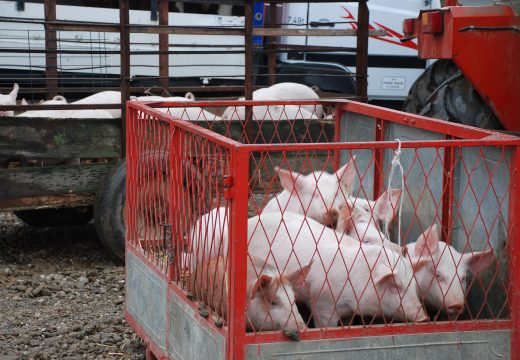 Zabrana prodaje odnosi se samo na svinje