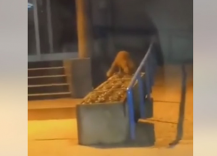 Lisica u Prijedoru “došla po ličnu kartu” (Video)