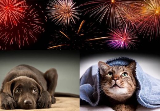 Pobjednik mjeseca je Grad Rijeka: Odustali od novogodišnjeg vatrometa da ne plaše životinje