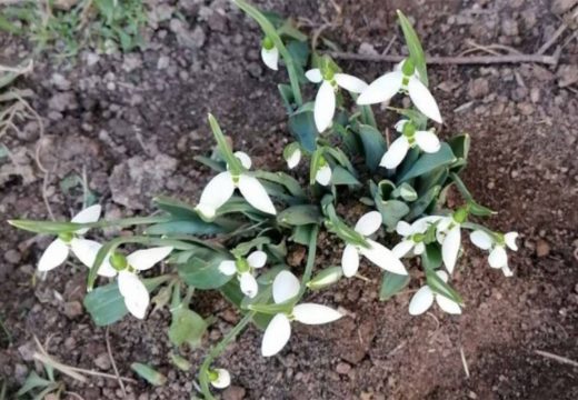 Visibabe najavile novu 2023. godinu