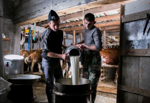 Rast otkupne cijene mlijeka pusta želja