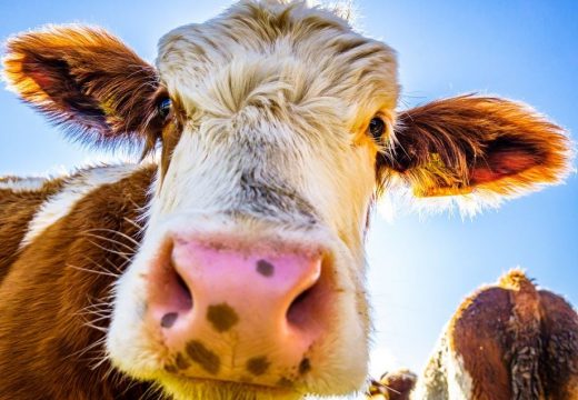 Bill Gates uložio u u start-up koji se bavi kravljim podrigivanjem