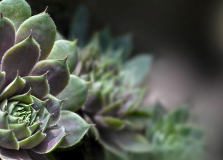 Šta su sve naši stari liječili čuvarkućom