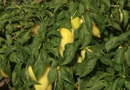 Isplaćeno 519.505 KM za premiju za povrće