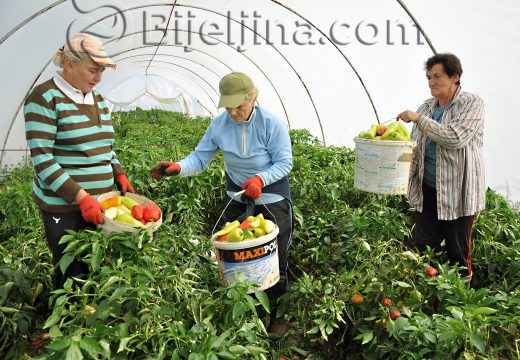 Koristimo stare zalihe novca za ovogodišnju sjetvu (FOTO)