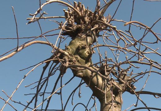 Temperature iznad prosjeka zadaju glavobolje voćarima