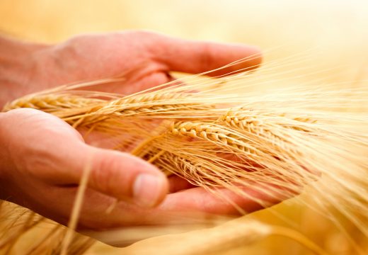 Naučnici razvili novu sortu pšenice koja može da izdrži velike vrućine i sušu