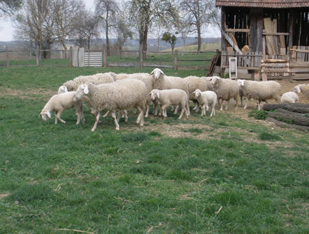 Vukovi rastrgali ovce u Prijedoru