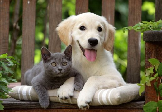 Više od 31.000 pasa, mačaka i tvorova otišlo iz BiH