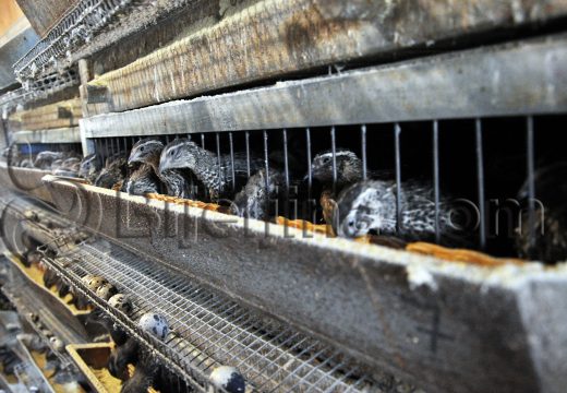 Bijeljina: Za milion jaja – 1.200 KM podsticaja