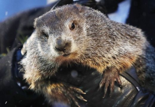 Slavni mrmot koji prognozira vrijeme izašao iz jazbine i ugledao svoju sjenu: Šta to znači?