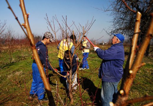 Dnevnica u voćnjaku i do 120 KM