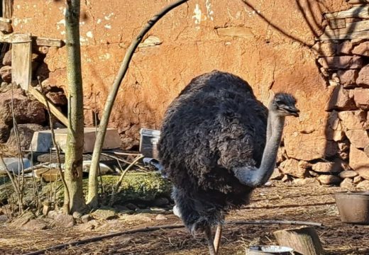 Noj i koza nerazdvojni prijatelji