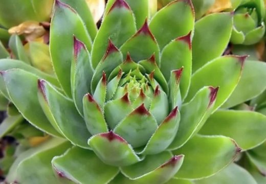 Šta se događa sa vašim organizmom ako svaki dan jedete čuvarkuću?