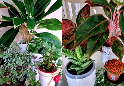 Ovaj kuhinjski začin oporavlja požutjelo cvijeće