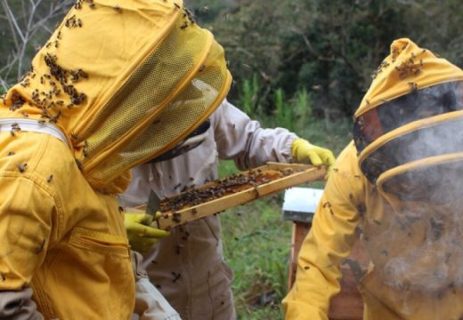 Pčelari očekuju rekordne podsticaje u ovoj godini