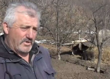 Pripitomio divlju svinju: Pojede 20 gajbi krušaka i ima 100 kg