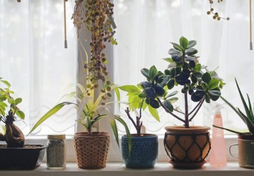 Šta trebate staviti na dno saksije da bi biljke bile zdrave