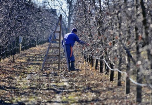 Dobiješ na mostu, izgubiš na ćupriji: Porez tjera voćare da krče nasade