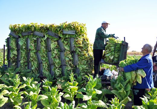 Drastičan rast prodaje rezanog duvana na crnom tržištu BiH