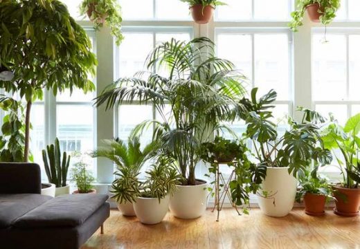 Saksijsko bilje brže će i bolje napredovati uz ova dva napitka