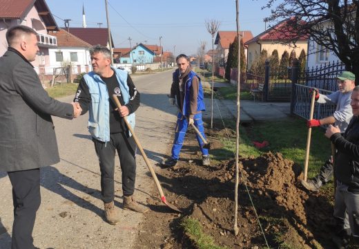 Nastavljena sadnja drvoreda u Janji