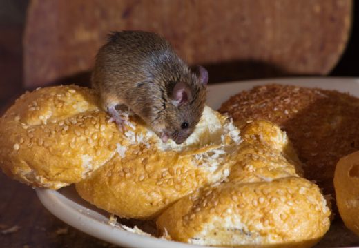 Kakva je higijena u marketima: U par mjeseci miševi se 2 puta gostili na rafama