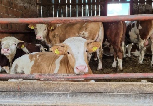 Poljoprivreda u brojevima: Koliko čega imamo u BiH?