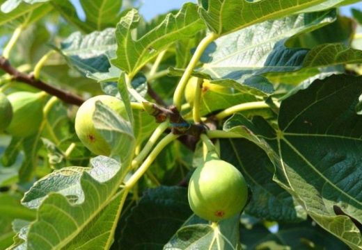 U Italiji raste drvo smokve naopako (FOTO)